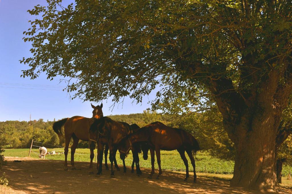 Domaine de Belcayre Bed & Breakfast Montauban Dış mekan fotoğraf